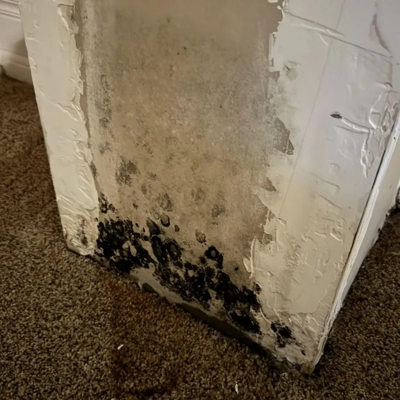 Professional Mold Removal in Brookhaven, WV